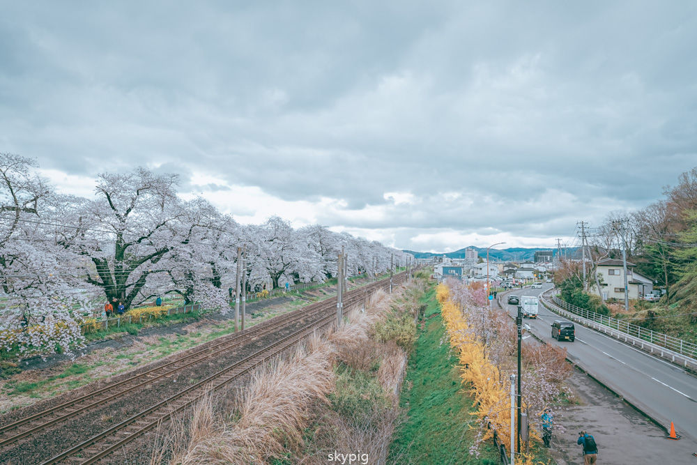 【仙台】日本東北賞櫻推薦宮城縣【白石川堤一目千本櫻】 【仙台】日本東北賞櫻推薦宮城縣【白石川堤一目千本櫻】