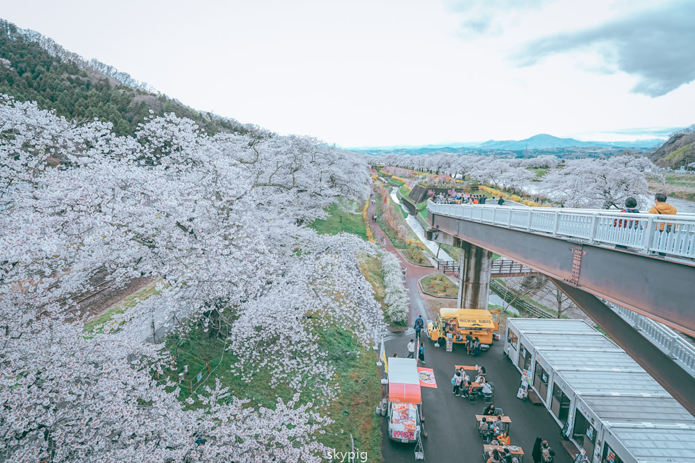 【仙台】日本東北賞櫻推薦宮城縣【白石川堤一目千本櫻】 【仙台】日本東北賞櫻推薦宮城縣【白石川堤一目千本櫻】