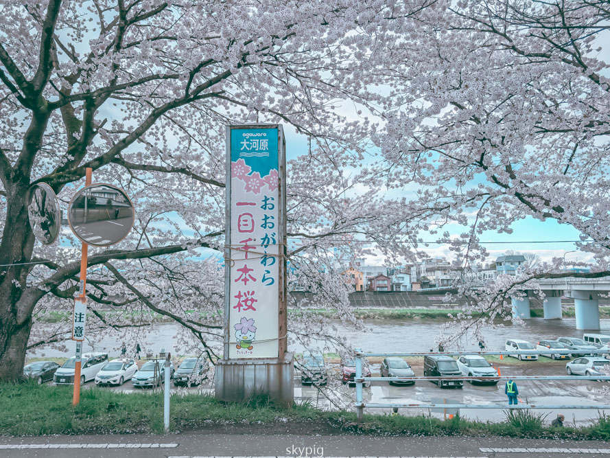 【仙台】日本東北賞櫻推薦宮城縣【白石川堤一目千本櫻】 【仙台】日本東北賞櫻推薦宮城縣【白石川堤一目千本櫻】
